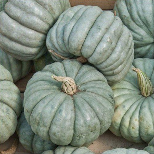 Jarrahdale Blue Pumpkin Cucurbita Maxima Vegetable Seeds Large Size Easy to Grow