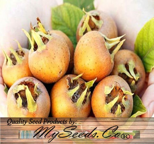 Mespilus Germanica Medlar Tree Seeds Ornamental Beauty Easy to Grow