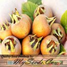 Mespilus Germanica Medlar Tree Seeds Ornamental Beauty Easy to Grow