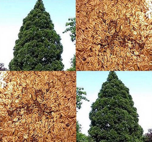 Sequoia Gigantea Giant Sequoia Tree Seeds Longevity And Resistance To Disease Easy to Grow