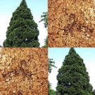 Sequoia Gigantea Giant Sequoia Tree Seeds Longevity And Resistance To Disease Easy to Grow