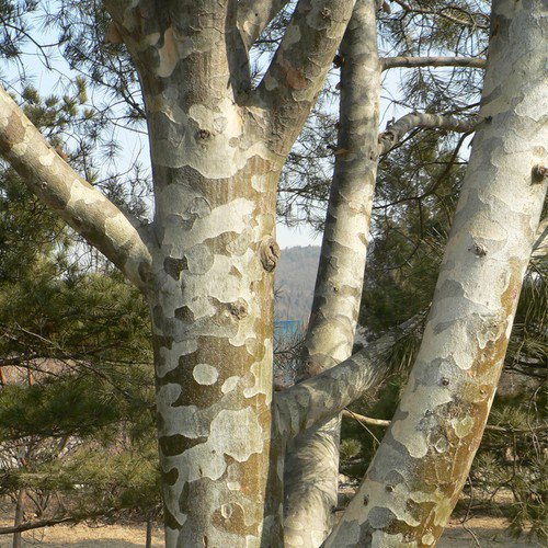 Pinus Bungeana Bunge'S Pine Tree Seeds Unique Flaky Bark Long Needles Easy to Grow