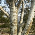 Pinus Bungeana Bunge'S Pine Tree Seeds Unique Flaky Bark Long Needles Easy to Grow