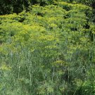 Dill Bouquet Anethum Graveolens Herb Seeds Compact Size Easy to Grow