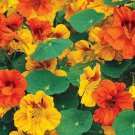 Tropaeolum Nanum Nasturtium Dwarf Mixed Tom Thumb Mix Flower Seeds Showy Easy to Grow