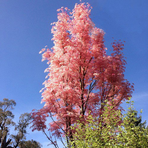 Toona Sinensis Chinese Toon Tree Seeds Elegant Form Attractive Foliage Easy to Grow