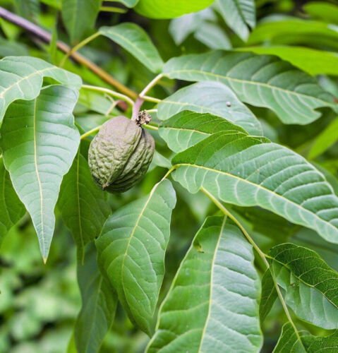 Juglans X Paradox Paradox Black Walnut Tree Seeds Attractive Autumn Foliage Easy to Grow