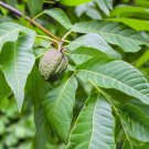 Juglans X Paradox Paradox Black Walnut Tree Seeds Attractive Autumn Foliage Easy to Grow