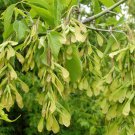 Acer Negundo Dw Boxelder Maple Tree Seeds Distinctive Leaves Easy to Grow