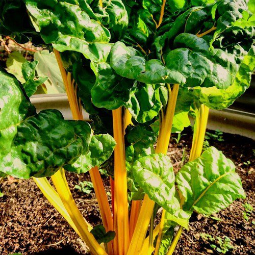Golden Sunrise Swiss Chard Beta Vulgaris Cicla Vegetable Seeds  Easy to Grow