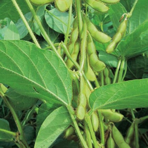 Midori Giant Edamame Bean Glycine Max Vegetable Seeds Larger Pods And Beans Easy to Grow