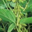 Midori Giant Edamame Bean Glycine Max Vegetable Seeds Larger Pods And Beans Easy to Grow