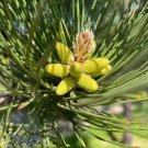 Pinus Nigra European Black Pine Tree Seeds Attractive Appearance Easy to Grow Pinus Nigra European Black Pine Tree Seeds Attractive Appearance Easy to Grow