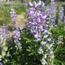 Lupinus Argenteus Mountain Lupine Flower Seeds Attractive Easy to Grow