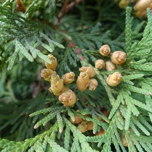 Thuja Occidentalis American Arborvitae Tree Seeds Attractive Appearance Easy to Grow