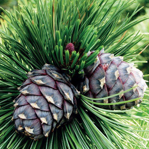 Pinus Cembra Arolla Pine Tree Seeds High Altitude Native Longevity Easy to Grow