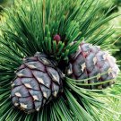 Pinus Cembra Arolla Pine Tree Seeds High Altitude Native Longevity Easy to Grow