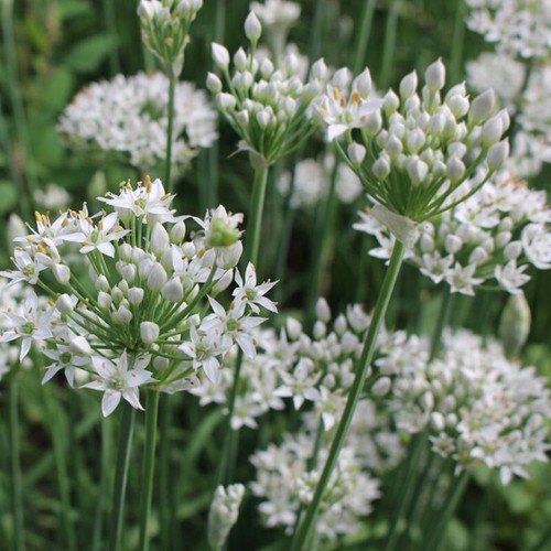 Chives Garlic Allium Tuberosum Herb Seeds Perennial Herb Easy to Grow