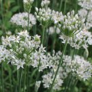 Chives Garlic Allium Tuberosum Herb Seeds Perennial Herb Easy to Grow