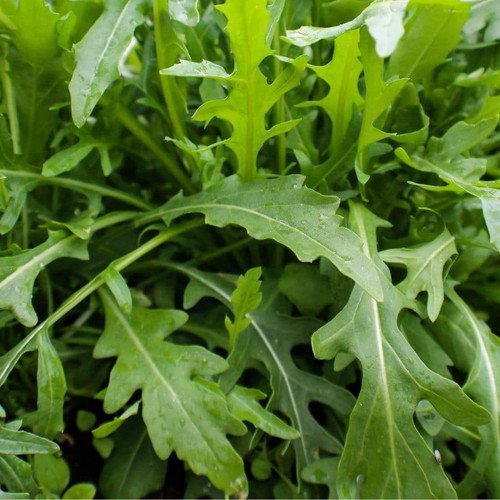 Wild Arugula Eruca Vesicaria Sativa Vegetable Seeds Spicy Peppery Flavor Easy to Grow