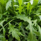 Wild Arugula Eruca Vesicaria Sativa Vegetable Seeds Spicy Peppery Flavor Easy to Grow