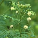 Desmanthus Illinoensis Illinois Bundleflower Flower Seeds Long Lasting Blooms Easy to Grow