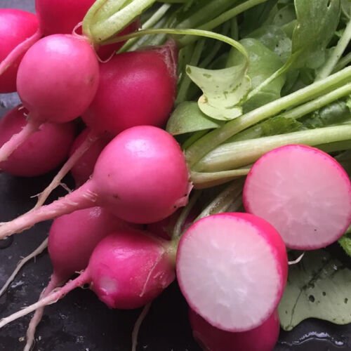 Pink Beauty Radish Raphanus Sativus Vegetable Seeds Beginner Friendly Crop Easy to Grow