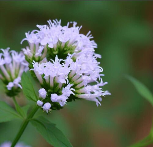 Pycnanthemum Tenuifolium Mountain Mint Slender Flower Seeds Aromatic Leaves Easy to Grow