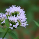 Pycnanthemum Tenuifolium Mountain Mint Slender Flower Seeds Aromatic Leaves Easy to Grow