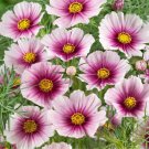 Cosmos Bipinnatus 'Daydream' Cosmos White W Rose Blush Flower Seeds Showy Easy to Grow