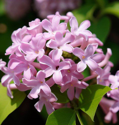 Syringa Josikaea Hungarian Lilac Shrub Seeds Fragrant Flowers Easy to Grow