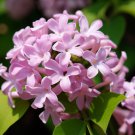 Syringa Josikaea Hungarian Lilac Shrub Seeds Fragrant Flowers Easy to Grow