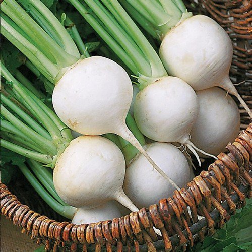 White Egg Turnip Brassica Rapa Vegetable Seeds  Grower Easy to Grow