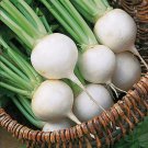 White Egg Turnip Brassica Rapa Vegetable Seeds  Grower Easy to Grow