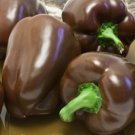 Chocolate Beauty Bell Pepper Sweet Capsicum Annuum Vegetable Seeds Easy to Grow