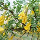 Caragana Microphylla Littleleaf Peashrub Tree Seeds Tough And Resilient Easy to Grow
