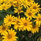 Heliopsis Helianthoides Ox Eye Sunflower Flower Seeds Showy Delicate Flowers Easy to Grow