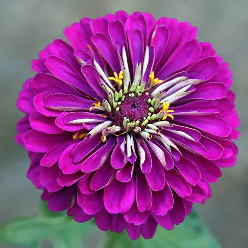 Zinnia Elegans Zinnia Purple Purple Prince Flower Seeds Elegant Appearance Easy to Grow