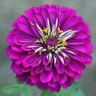 Zinnia Elegans Zinnia Purple Purple Prince Flower Seeds Elegant Appearance Easy to Grow