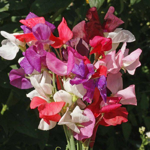 Lathyrus Odoratus Sweet Pea Royal Family Mix Flower Seeds Showy Fragrant Easy to Grow