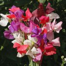 Lathyrus Odoratus Sweet Pea Royal Family Mix Flower Seeds Showy Fragrant Easy to Grow