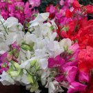 Lathyrus Odoratus Sweet Pea Long Stemmed Mammoth Mix Flower Seeds Fragrant Easy to Grow