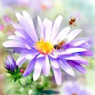 Aster Laevis Smooth Aster Flower Seeds Elegant And Graceful Blooms Easy to Grow