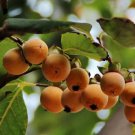 Diospyros Lotus Date Plum Persimmon Tree Seeds Tasty When Fully Ripe Easy to Grow