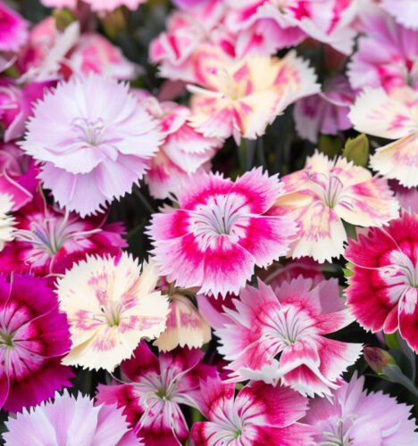Dianthus Chinensis Chinese Pinks Mixed Flower Seeds Colorful And Fragrant Easy to Grow