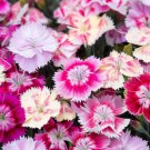 Dianthus Chinensis Chinese Pinks Mixed Flower Seeds Colorful And Fragrant Easy to Grow