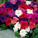 Petunia Nana Compacta Petunia Dwarf Mixed Flower Seeds Showy Delicate Easy to Grow