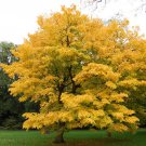 Cladrastis Lutea Yellowwood Tree Seeds Beautiful Golden Yellow Autumn Display Easy to Grow