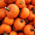 Baby Pam Pumpkin Cucurbita Maxima Vegetable Seeds Miniature Size Easy to Grow Baby Pam Pumpkin Cucurbita Maxima Vegetable Seeds Miniature Size Easy to Grow