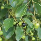 Cinnamomum Camphora Db Camphor Tree Tree Seeds Aromatic Leaves Easy to Grow
